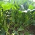 菠菜高科20——30公分质量上乘价格美丽