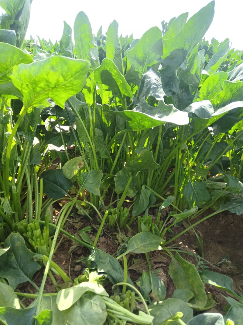 菠菜高科20——30公分质量上乘价格美丽