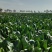 菠菜高科20——30公分质量上乘价格美丽