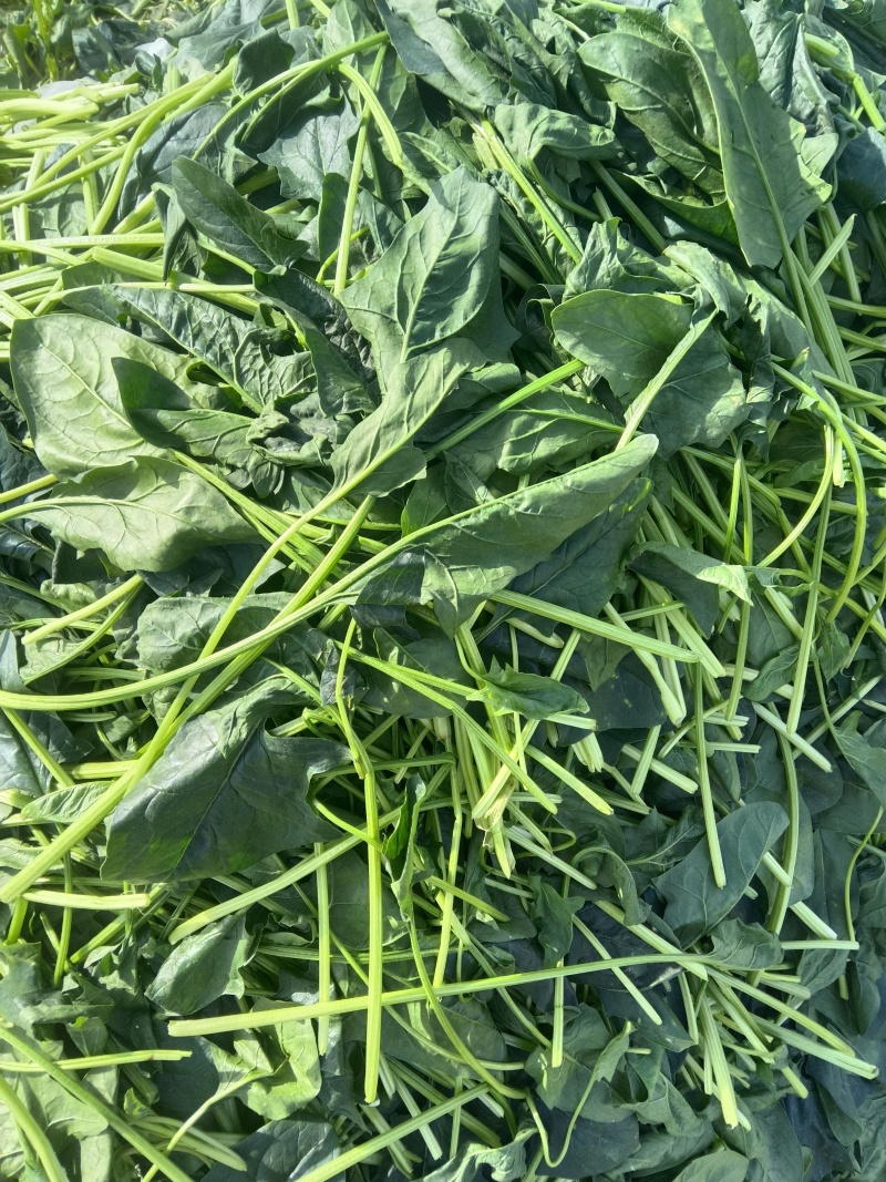 菠菜高科20——30公分质量上乘价格美丽