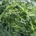 菠菜高科20——30公分质量上乘价格美丽