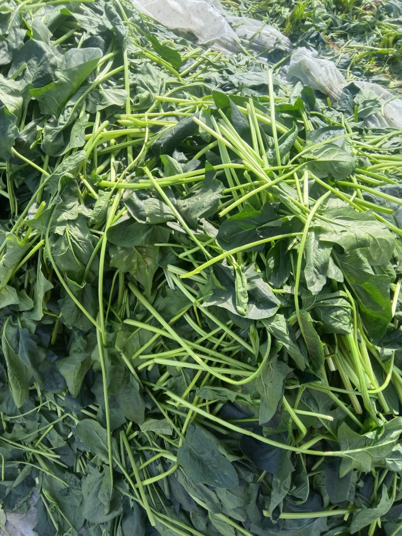 菠菜高科20——30公分质量上乘价格美丽