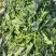 菠菜高科20——30公分质量上乘价格美丽