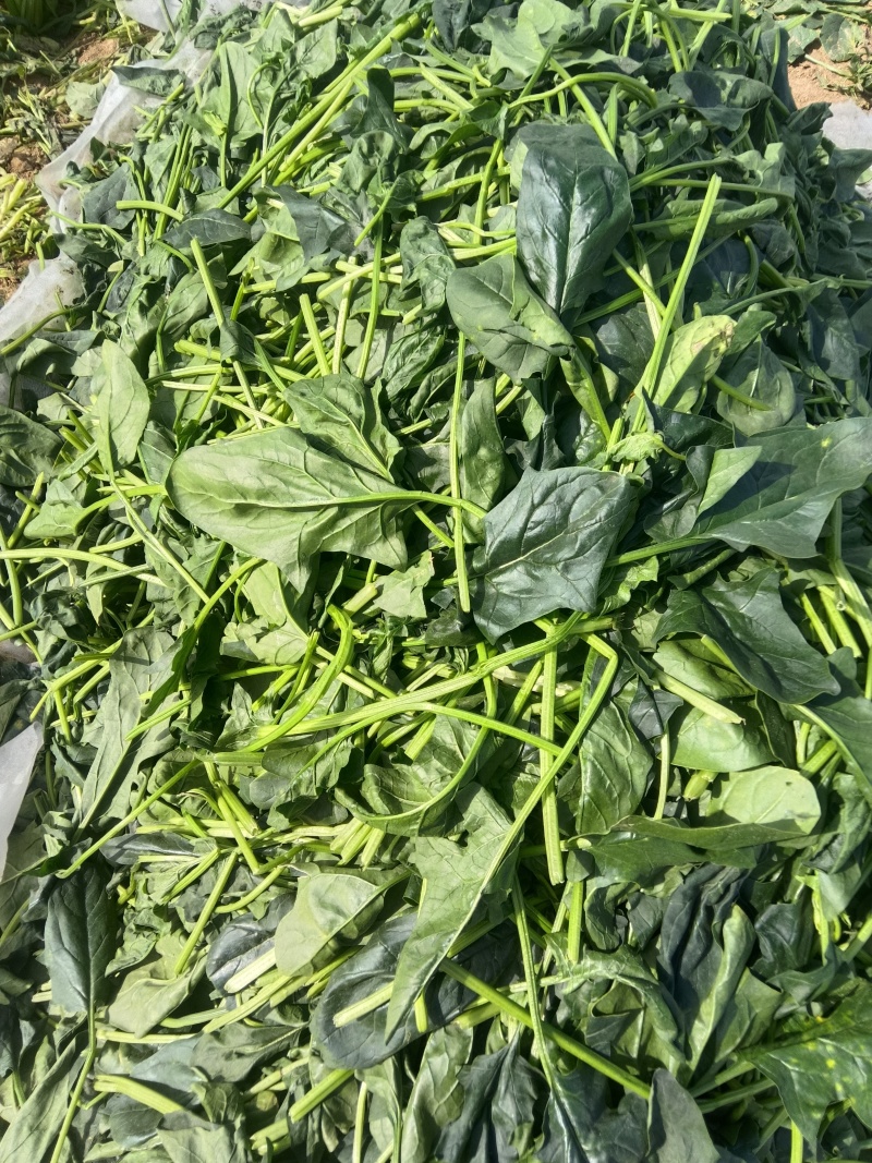 菠菜高科20——30公分质量上乘价格美丽