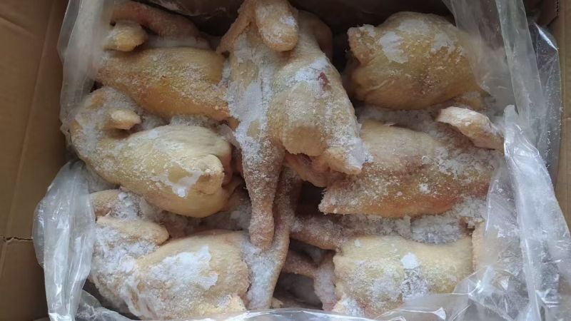 养殖屠宰企业直供新鲜乳鸽