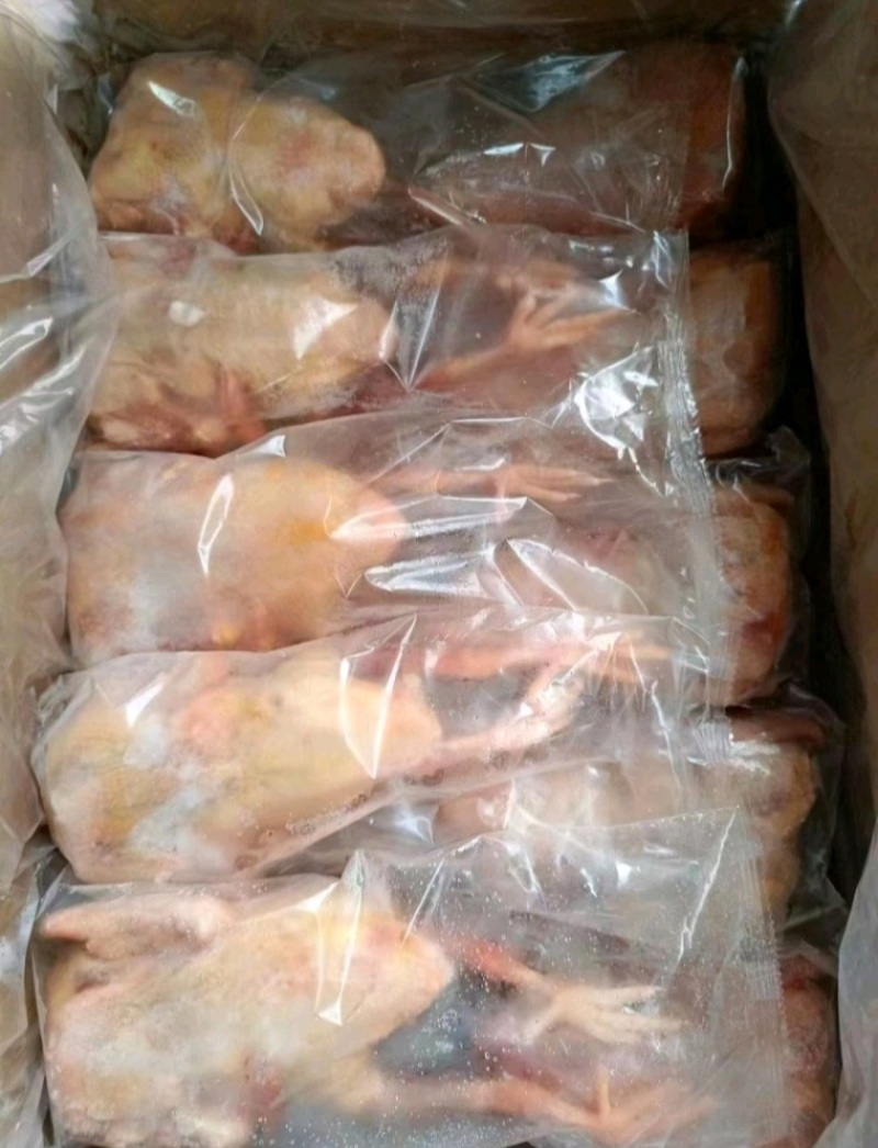 养殖屠宰企业直供新鲜乳鸽