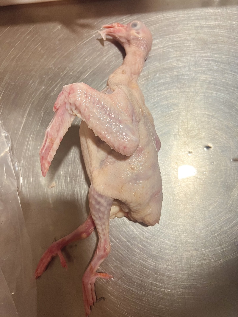养殖屠宰企业直供新鲜乳鸽