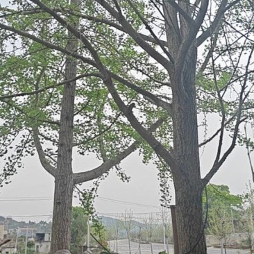 银杏树