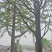 银杏树