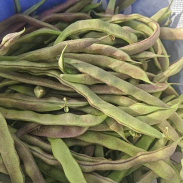 山东成武大棚红豆角