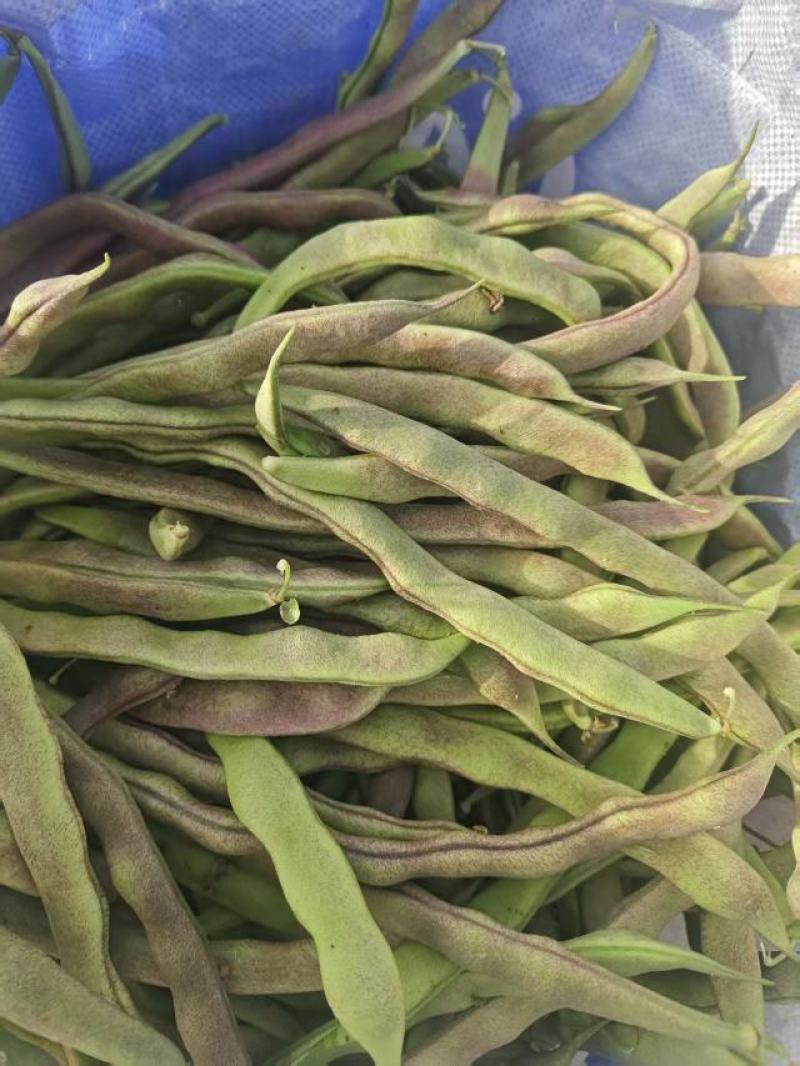 山东成武大棚红豆角