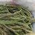 山东成武大棚红豆角