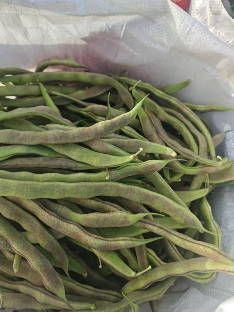 山东成武大棚红豆角