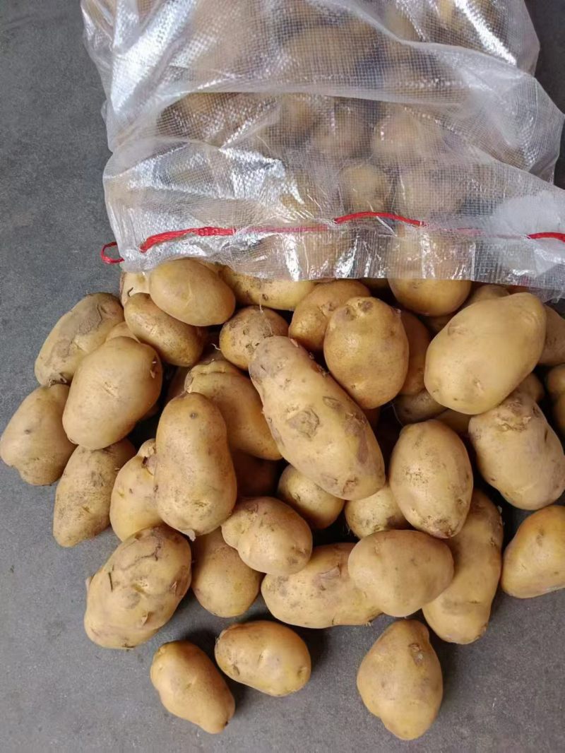 冷库荷兰十五袋子货