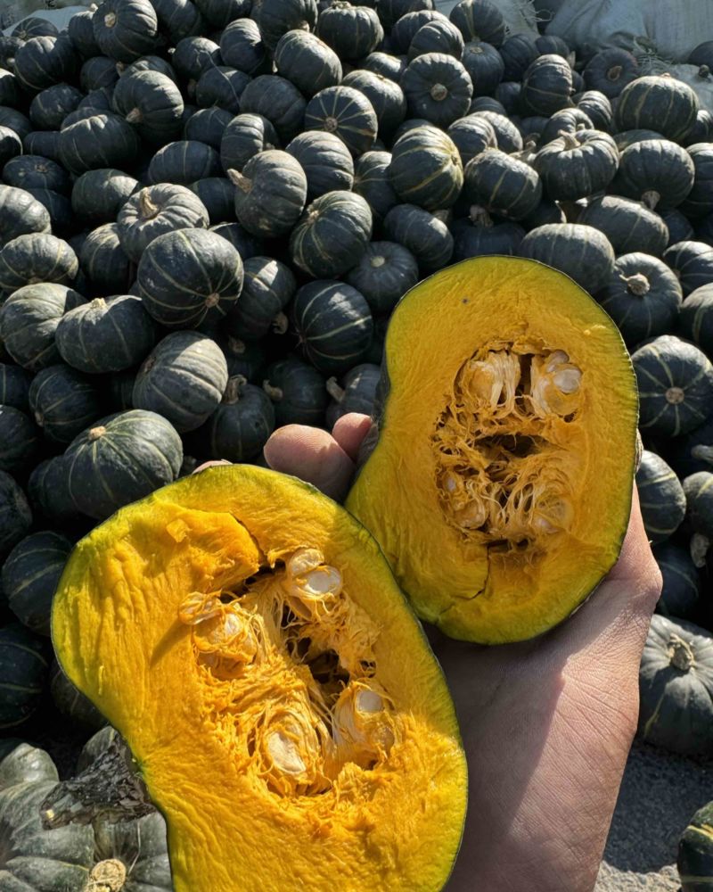 贝贝南瓜