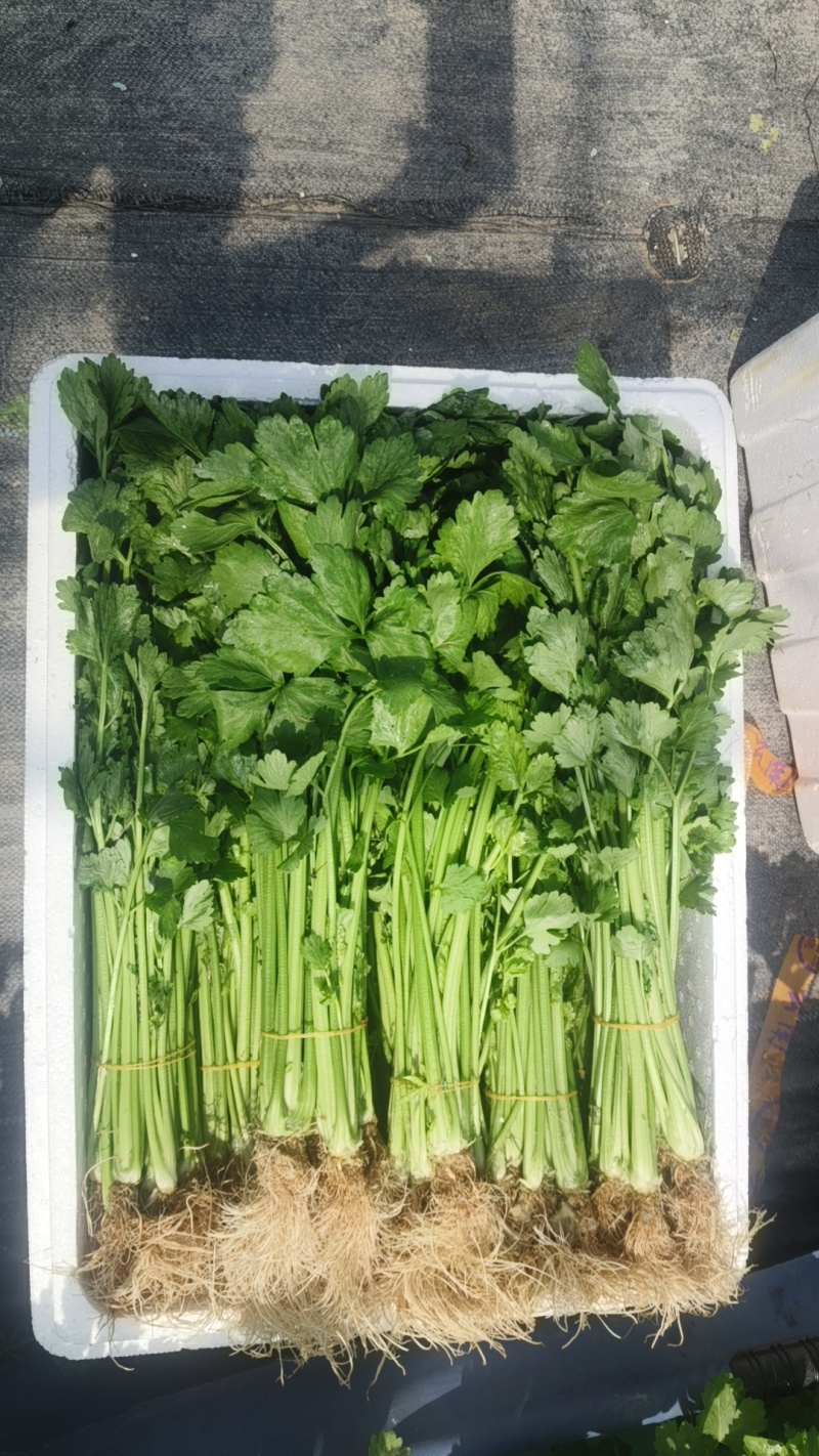 我是赵玉平，位于浙江省长兴，有水培香芹要出售，有需要的联系？