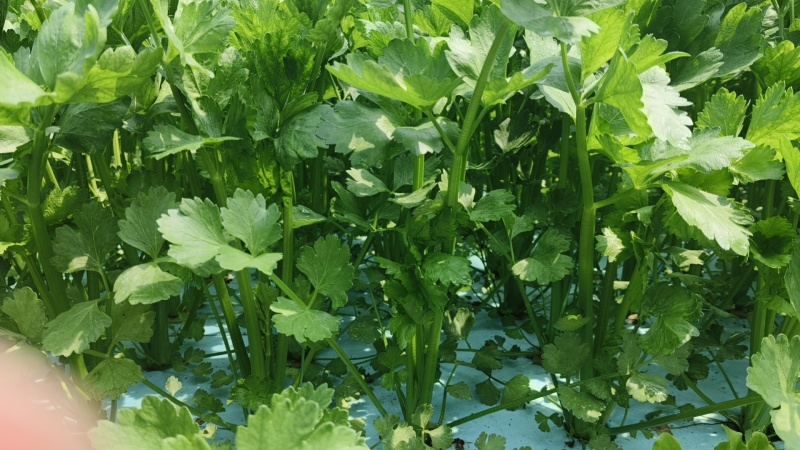 我是赵玉平，位于浙江省长兴，有水培香芹要出售，有需要的联系？