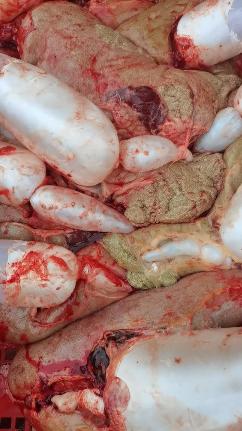 新鲜鲤鱼籽