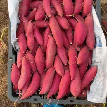 小香薯地瓜