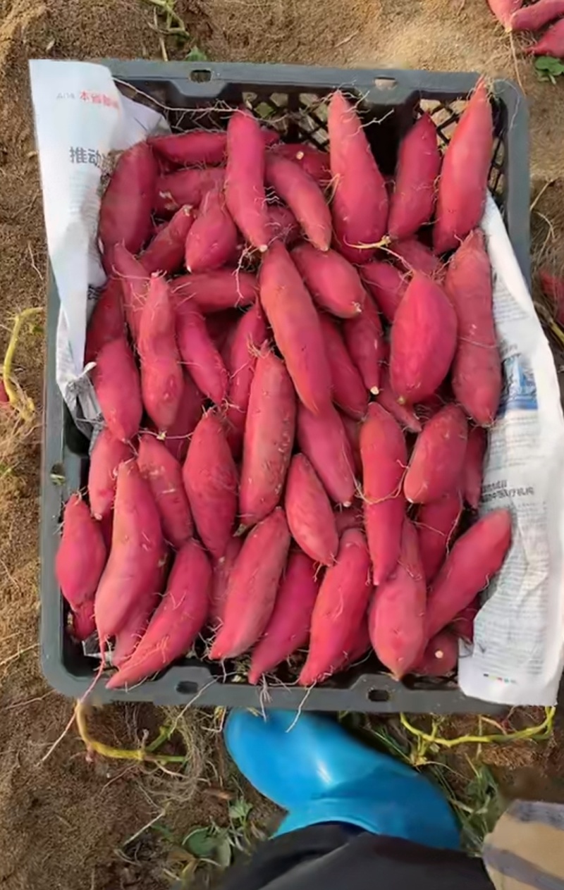 小香薯地瓜