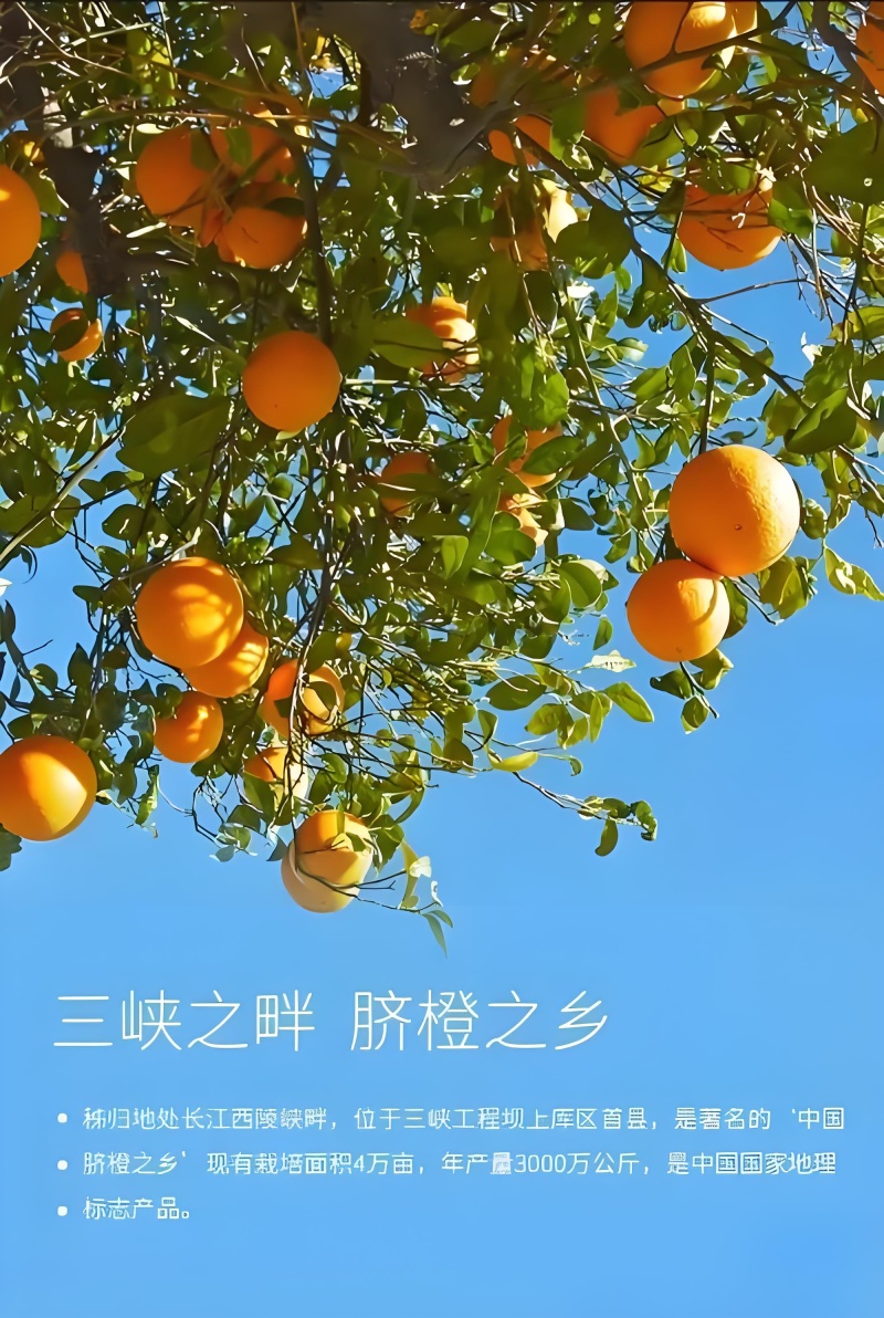 秭归伦晚上市！产地直供，