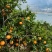 秭归伦晚上市！产地直供，