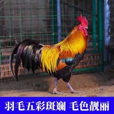 贵州山林土鸡