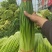 蒜苔