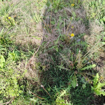 野生蒲公英