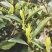 苔茶