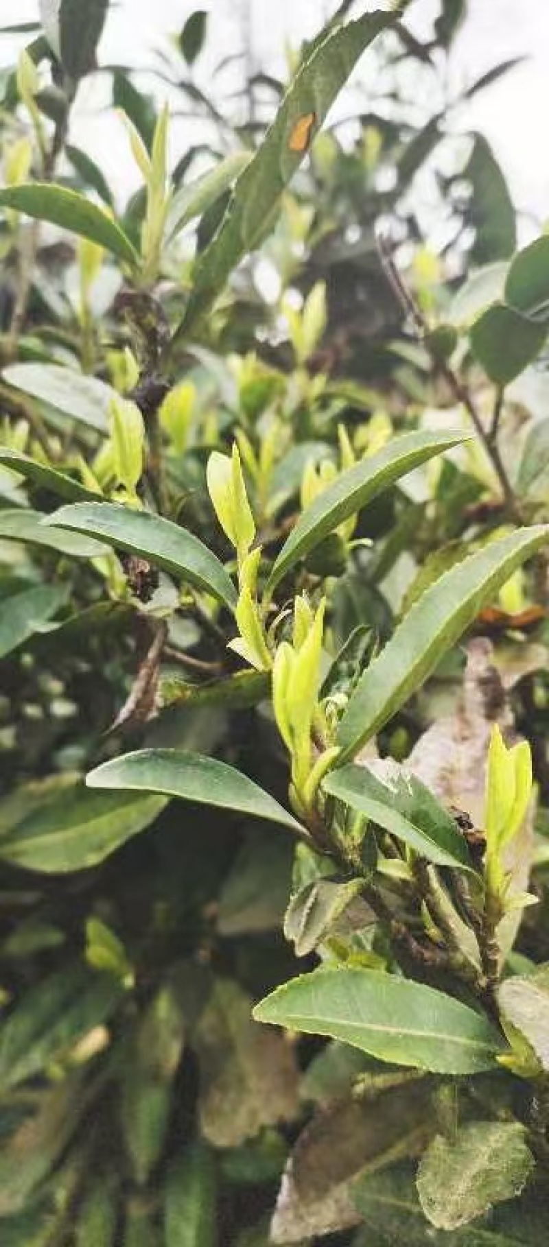 苔茶
