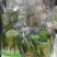 各种青菜类