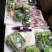 各种青菜类
