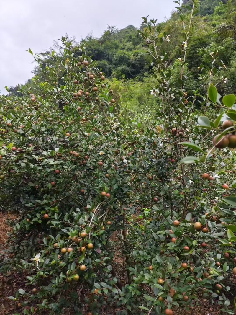 广西本地山茶油