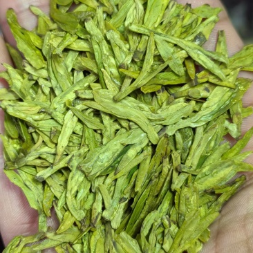 明前龙井扁茶