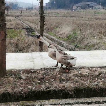 狮头鹅