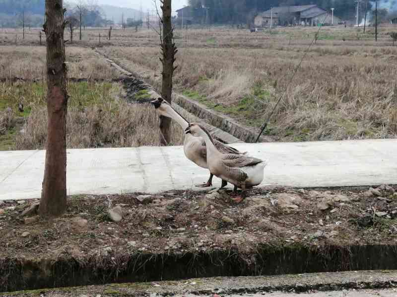狮头鹅