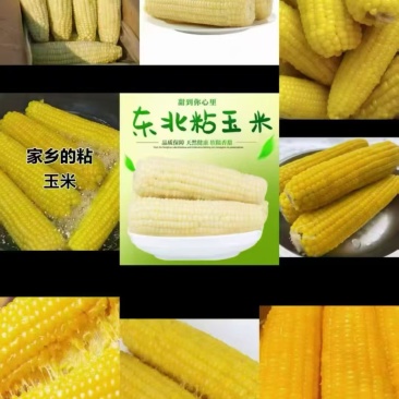 东北甜糯玉米