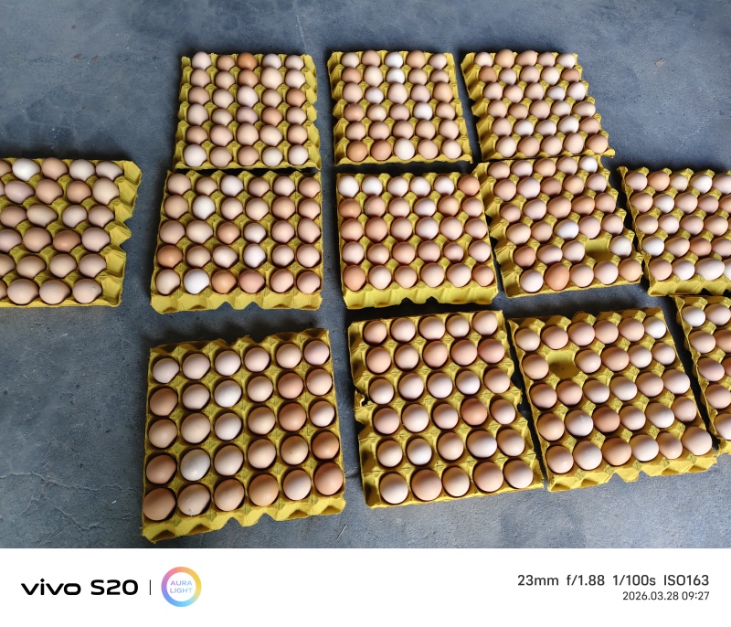 40-41双色大午，36-37双色粉八