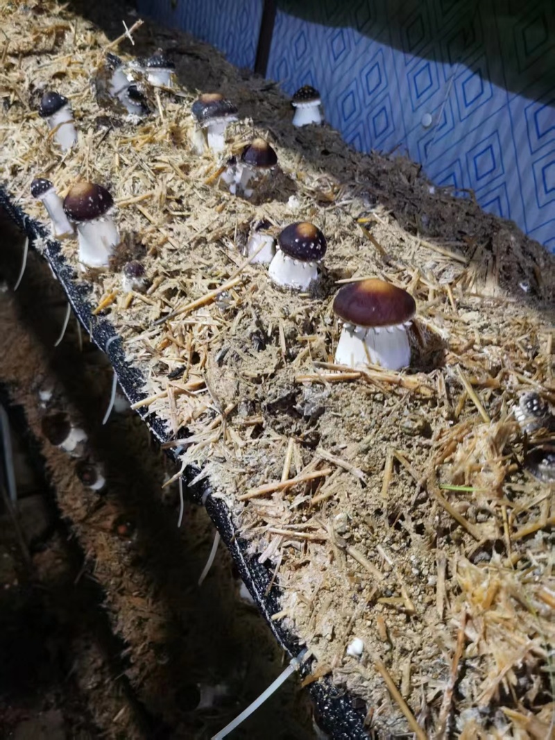 精品赤松茸鲜货，干货，速冻，腌制。赤松茸菌种种植技术指