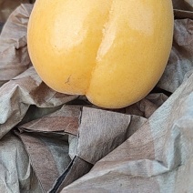 大棚金太阳