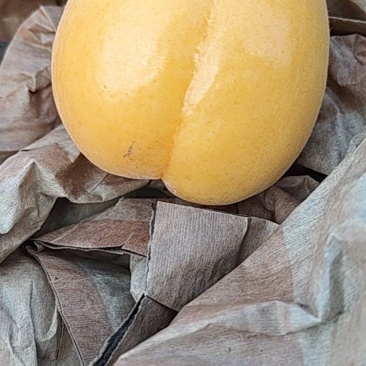 大棚金太阳