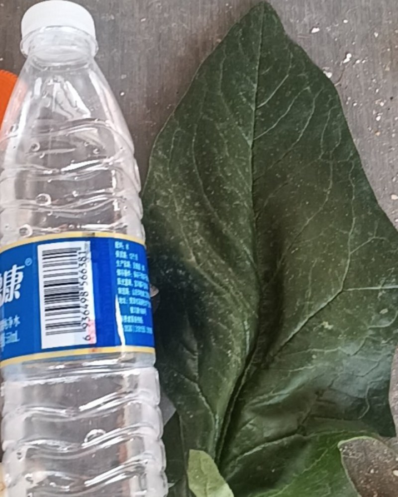 山东大叶菠菜