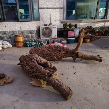 百年的老枣树