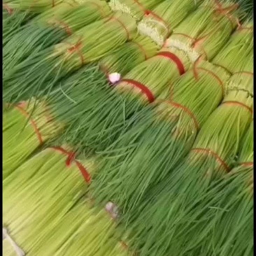 新鲜红帽蒜苔产地直供大量批发品质保证
