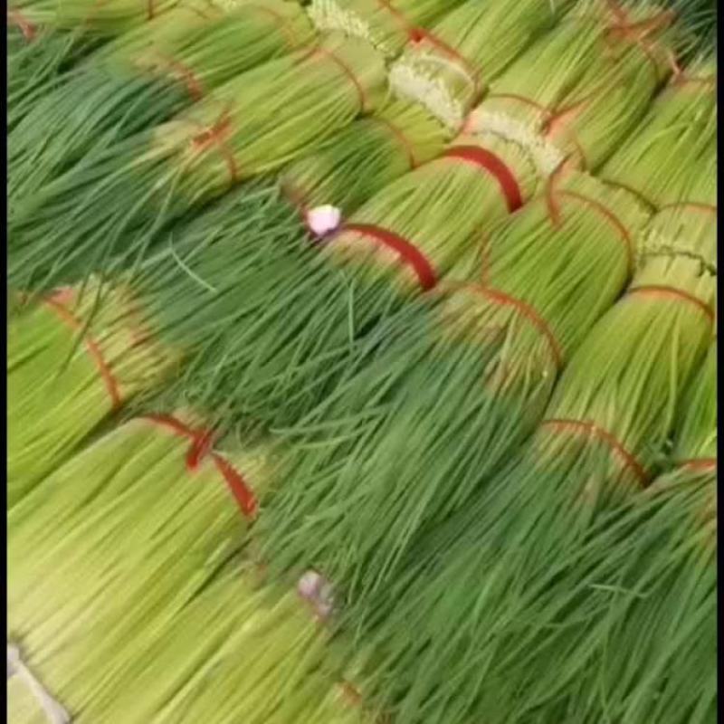 新鲜红帽蒜苔产地直供大量批发品质保证