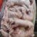 胎猪大小都有