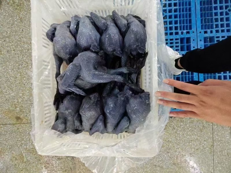 乌鸡新货新发，规格齐全