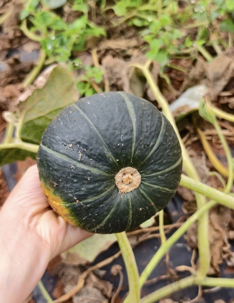 贝贝南瓜