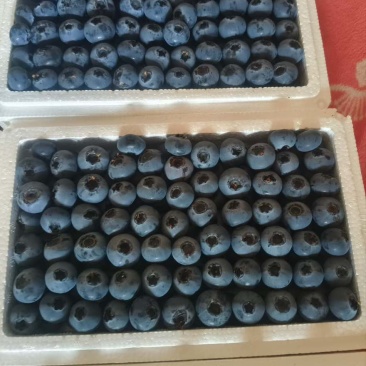 蓝莓大量上市需要的老板来吧